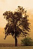 Dead Pine and Dark Sky #3 Sepia